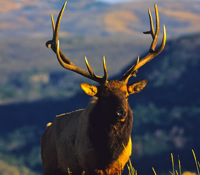 Sundance, Wyoming Wildlife